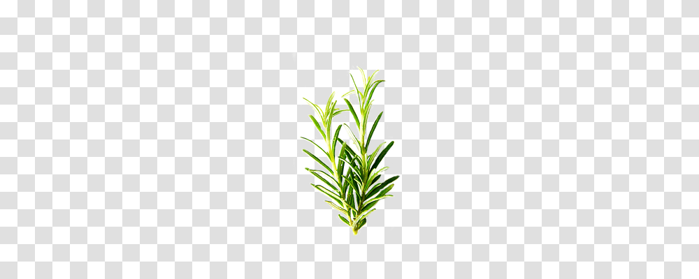 Rosemary Nature, Plant Transparent Png