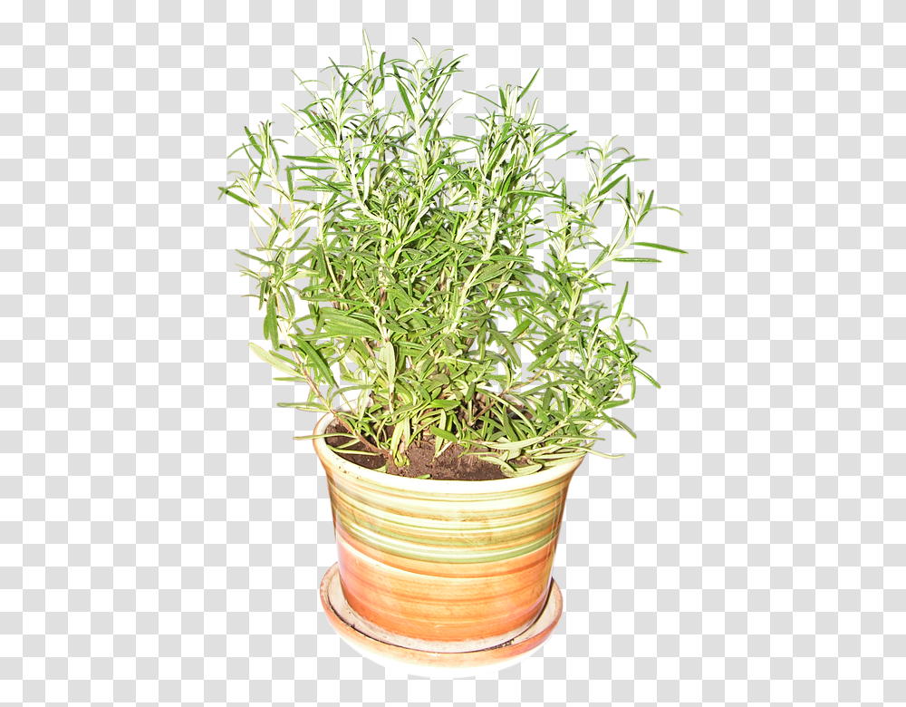 Rosemary 960, Flower, Plant, Potted Plant, Vase Transparent Png