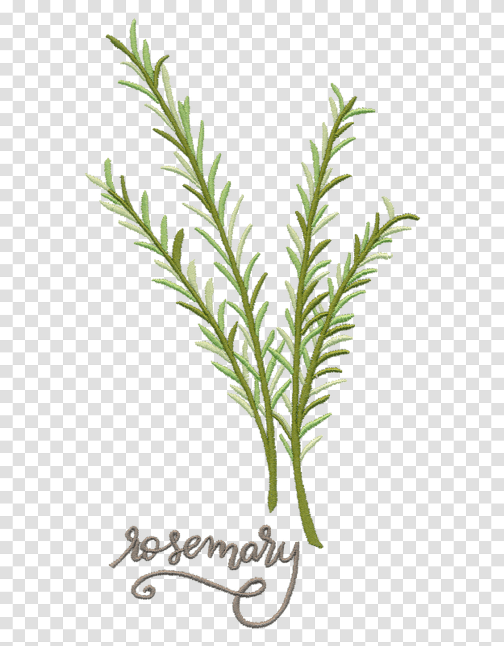 Rosemary 82022 01 Juniper, Grass, Plant, Bush, Vegetation Transparent Png