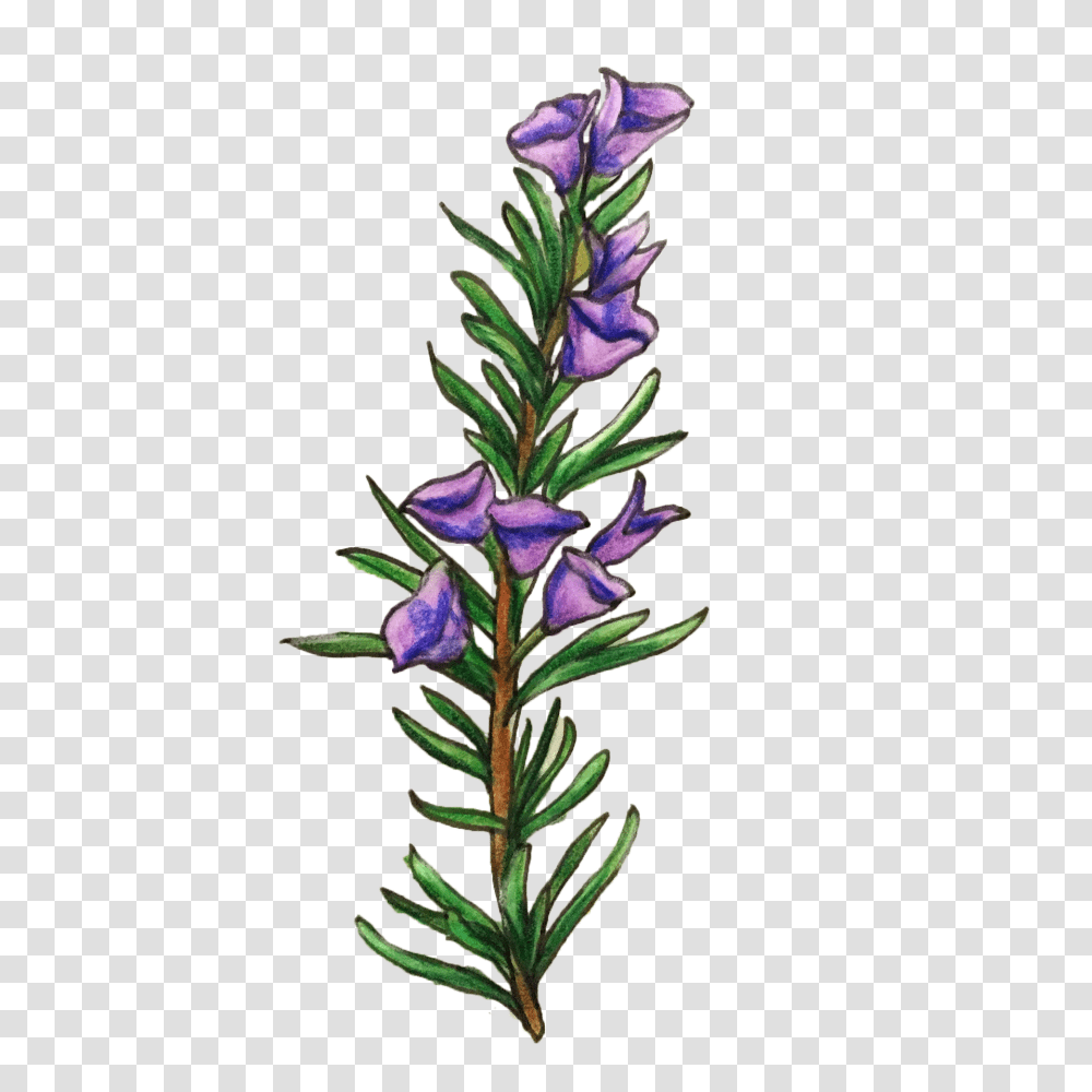 Rosemary Antioxidant Extract Naked Truth Beauty, Plant, Pineapple, Food, Flower Transparent Png