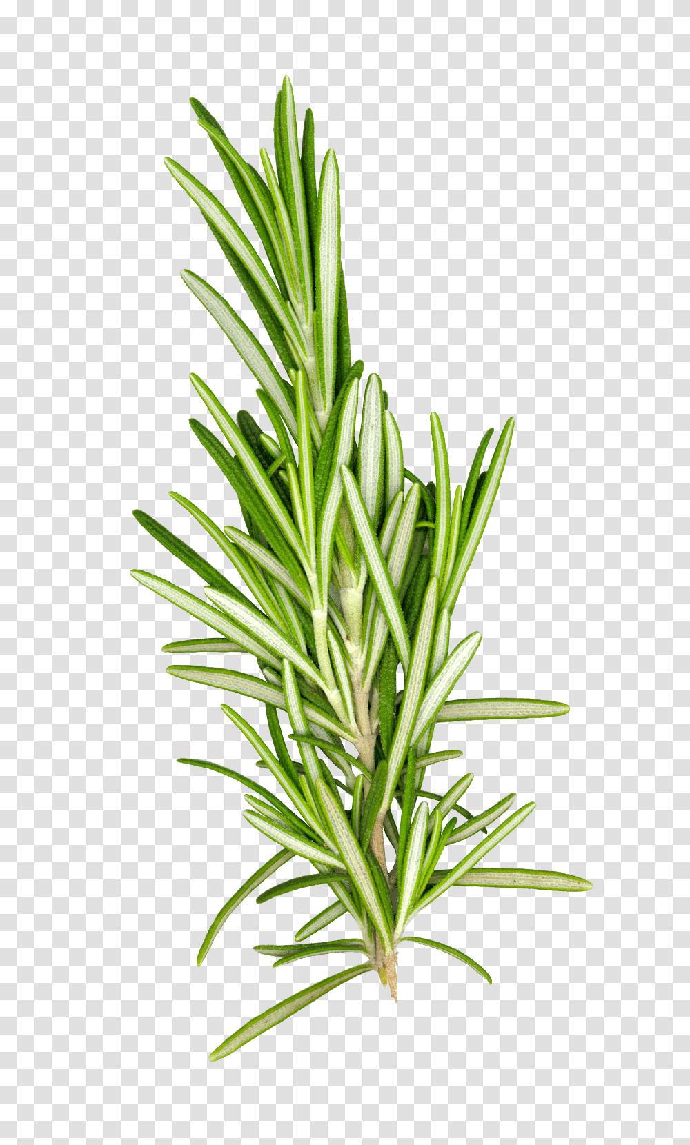 Rosemary Bio Lonreco Inc, Grass, Plant, Lawn, Agropyron Transparent Png