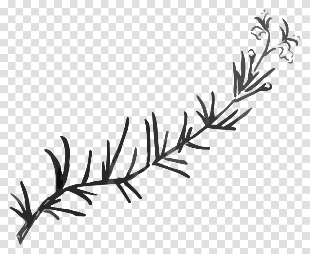 Rosemary Black And White, Flower, Plant, Blossom, Floral Design Transparent Png