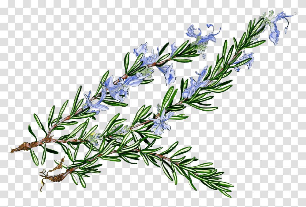 Rosemary Clipart, Plant, Potted Plant, Vase, Jar Transparent Png