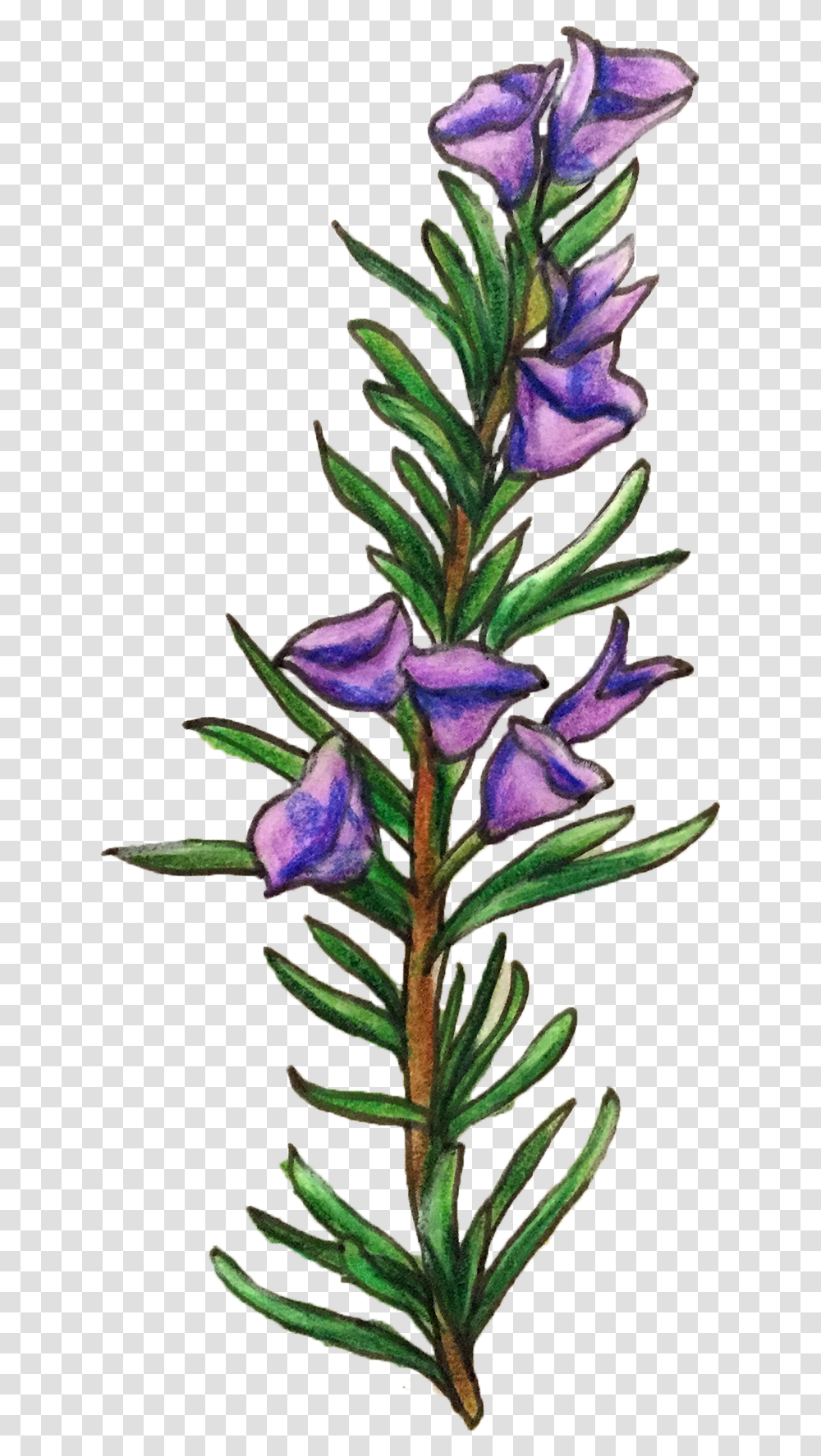 Rosemary Flower Illustration Clipart Download Rosemary Clipart, Plant, Blossom, Pineapple, Fruit Transparent Png