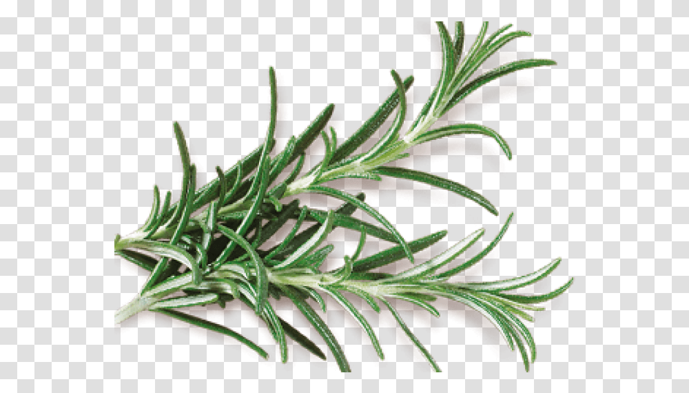Rosemary Grass, Plant, Leaf, Potted Plant, Vase Transparent Png