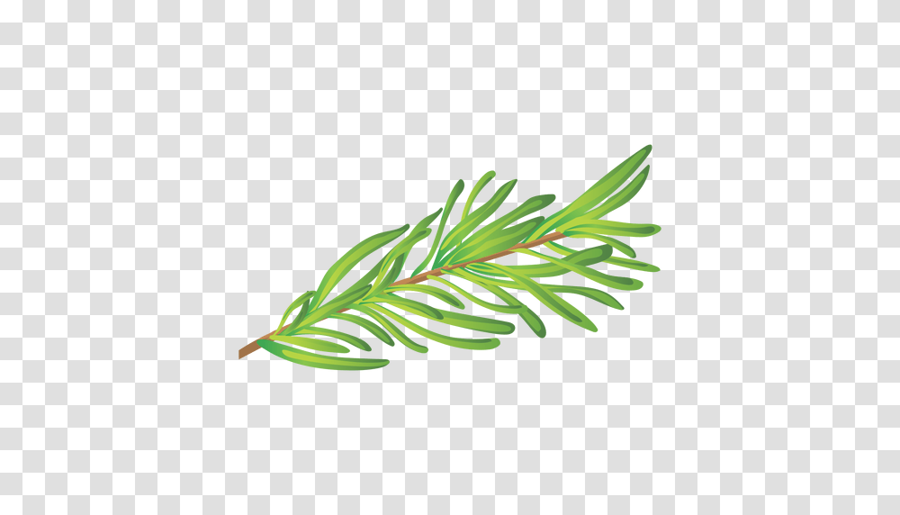 Rosemary Herb Illustration, Leaf, Plant, Tree, Conifer Transparent Png