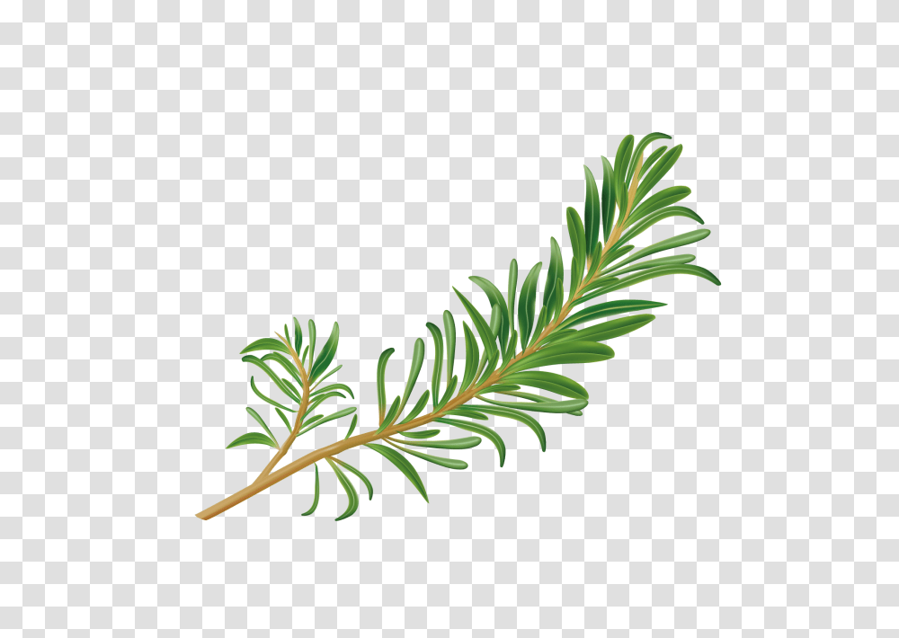 Rosemary Image, Tree, Plant, Conifer, Fir Transparent Png