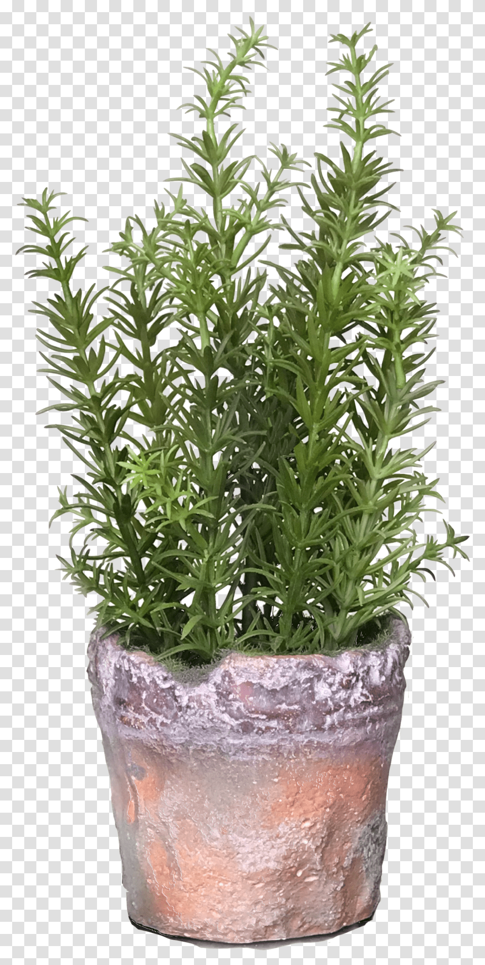 Rosemary Logo For The Daily Gardener Podcast Flowerpot Transparent Png
