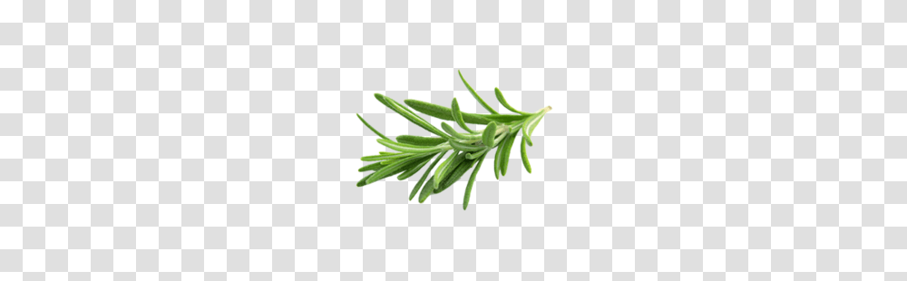 Rosemary Oil Essential Aromatic Oils Avi Naturals In Maujpur, Plant, Tree, Conifer, Fir Transparent Png