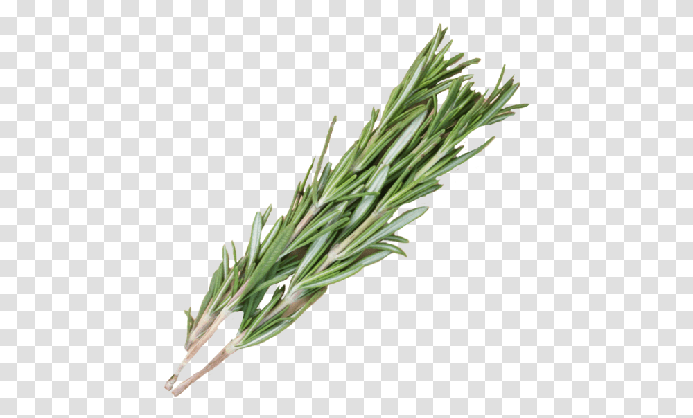Rosemary, Plant, Food, Grass, Green Transparent Png