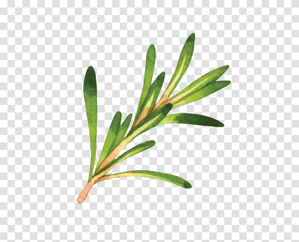 Rosemary, Plant, Leaf, Flower, Potted Plant Transparent Png