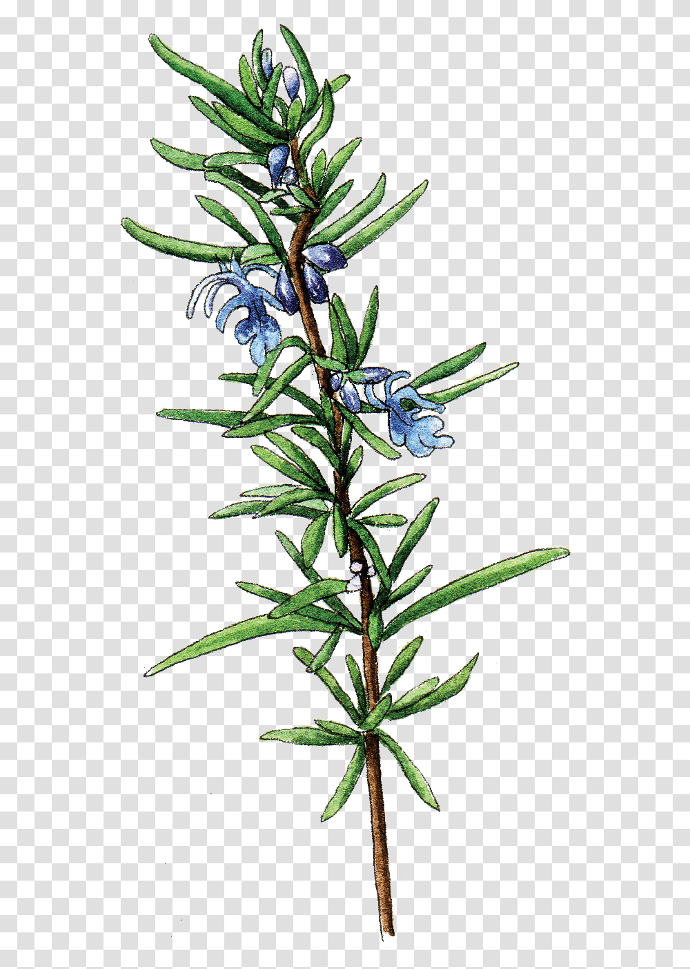 Rosemary, Plant, Pineapple, Fruit, Food Transparent Png
