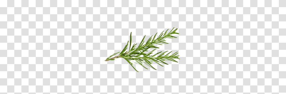 Rosemary, Plant, Tree, Grass, Leaf Transparent Png
