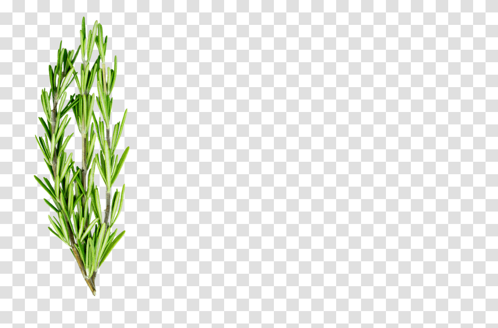 Rosemary, Plant, Tree, Green, Conifer Transparent Png