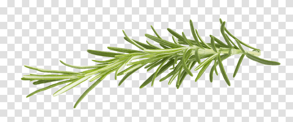 Rosemary Rosemary, Plant, Tree, Conifer, Fir Transparent Png