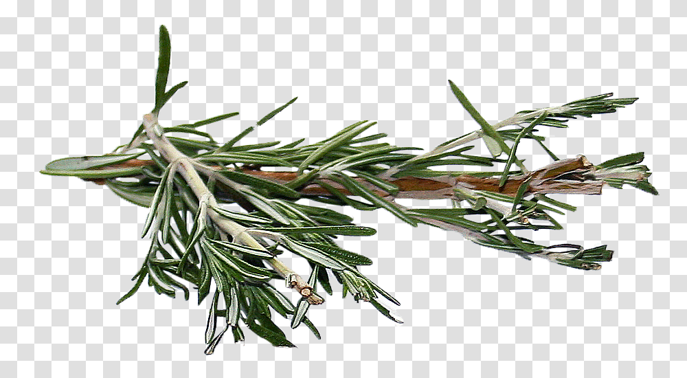 Rosemary Rosemary, Plant, Tree, Fir, Abies Transparent Png
