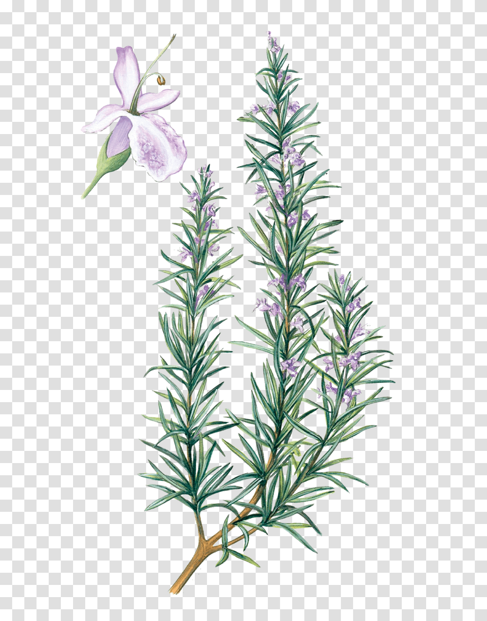 Rosemary Water Rosemary Flower Drawing, Plant, Blossom, Lavender, Acanthaceae Transparent Png