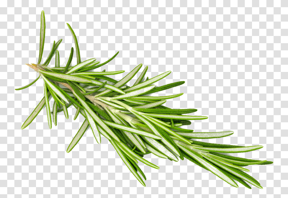 Rosemaryleaf Rosemary, Plant, Tree, Conifer, Pine Transparent Png