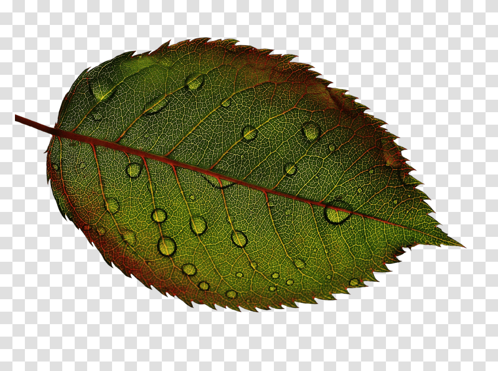 Rosenblatt Nature, Veins, Leaf, Plant Transparent Png