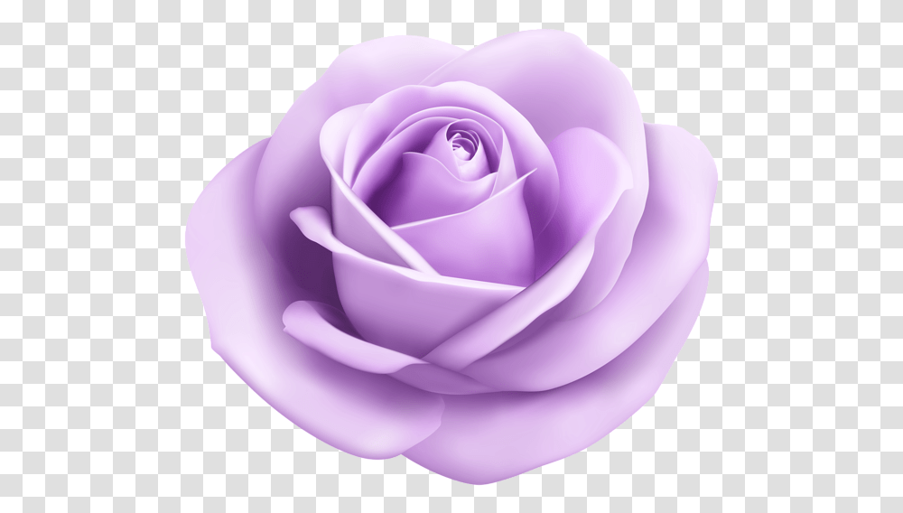 Rosepetalgarden Tea Roselilacplantrose Orderflowering, Blossom Transparent Png