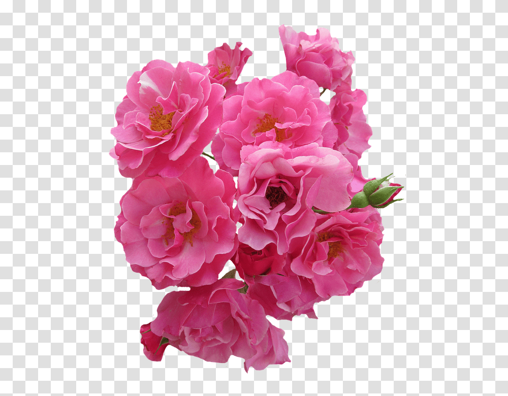 Roses 960, Flower, Plant, Blossom, Geranium Transparent Png