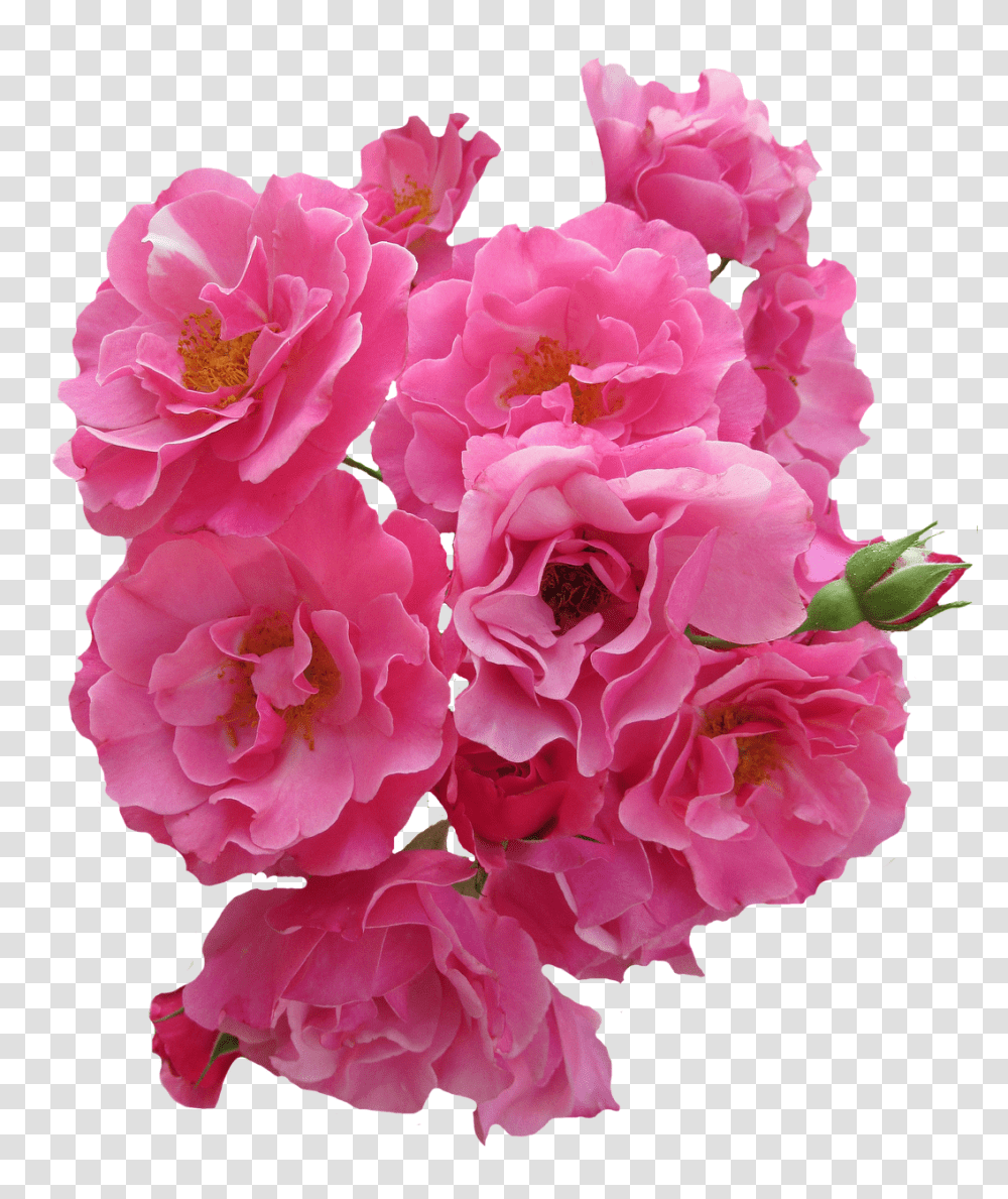 Roses Nature, Plant, Geranium, Flower Transparent Png