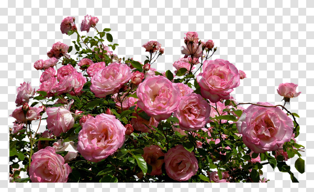 Roses 960, Flower, Plant, Blossom, Peony Transparent Png