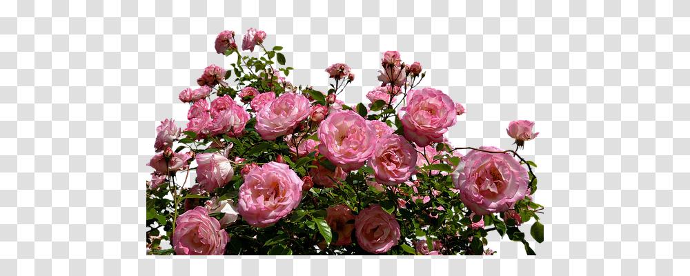 Roses Nature, Flower, Plant, Blossom Transparent Png