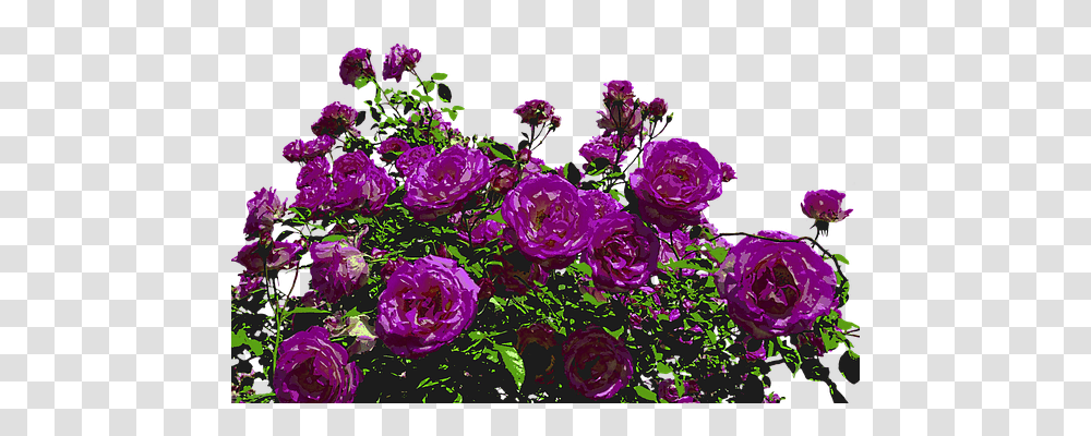 Roses Nature, Plant, Flower, Blossom Transparent Png