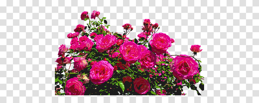 Roses Nature, Plant, Flower, Blossom Transparent Png