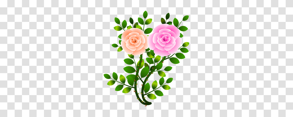 Roses Nature, Plant, Flower, Dahlia Transparent Png