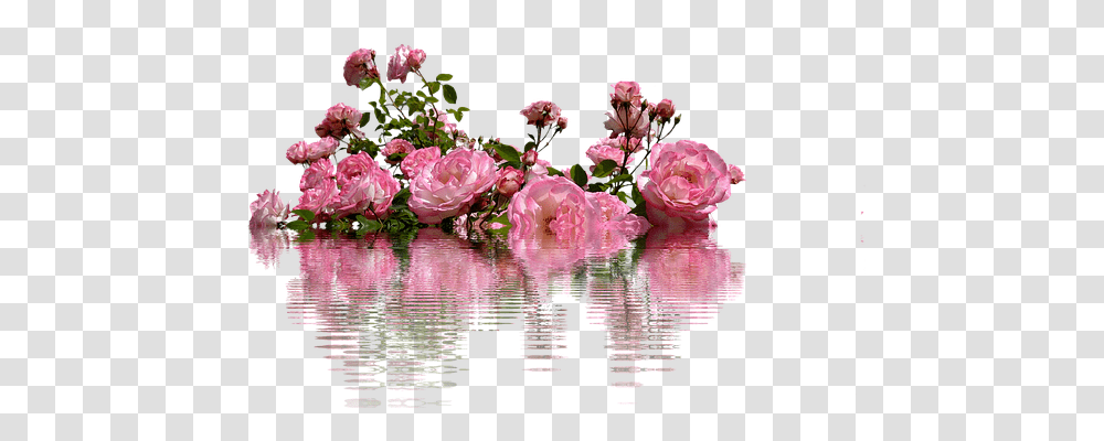 Roses Nature, Plant, Flower, Blossom Transparent Png