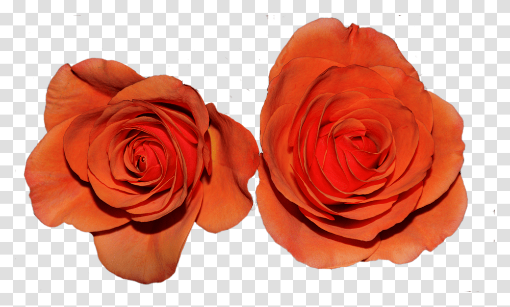 Roses 960, Flower, Plant, Blossom Transparent Png