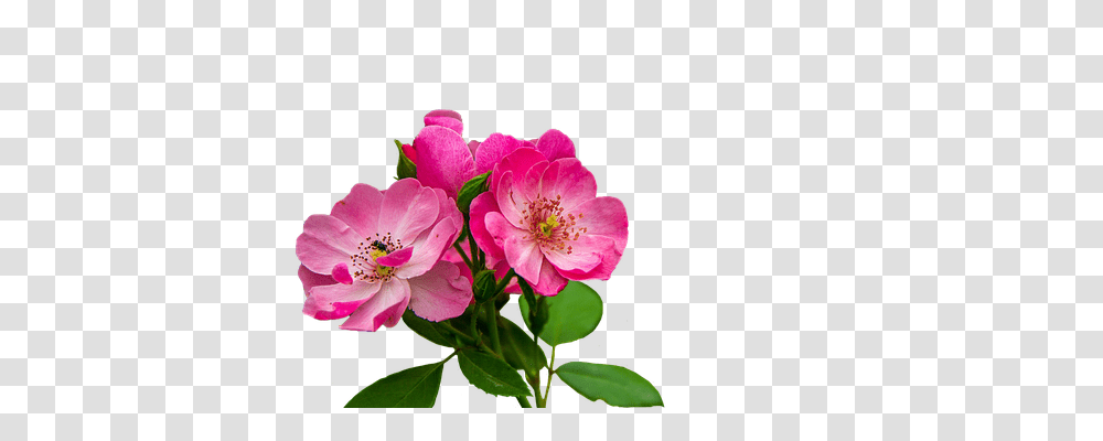 Roses Nature, Geranium, Flower, Plant Transparent Png