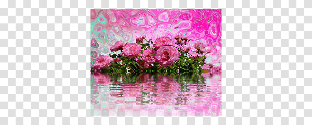 Roses Nature, Plant, Flower, Petal Transparent Png