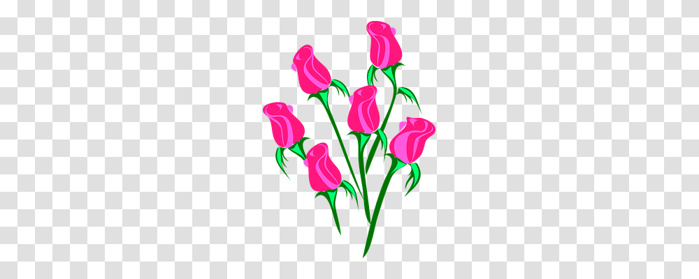 Roses Holiday, Plant, Flower, Blossom Transparent Png