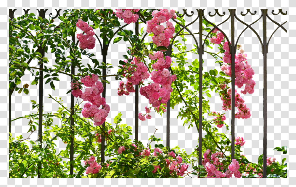 Roses 960, Flower, Geranium, Plant, Blossom Transparent Png