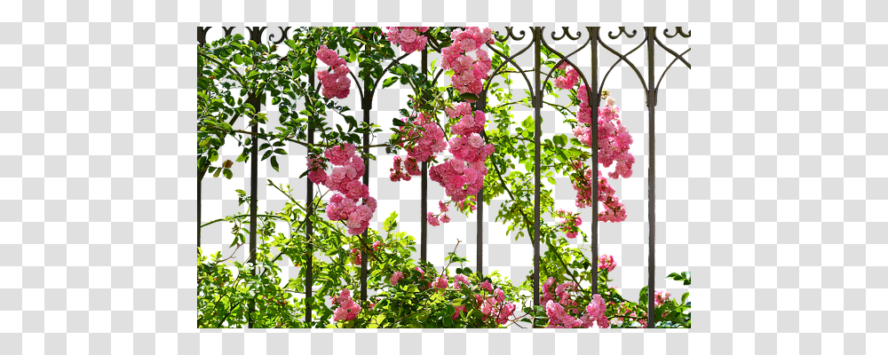 Roses Nature, Geranium, Flower, Plant Transparent Png