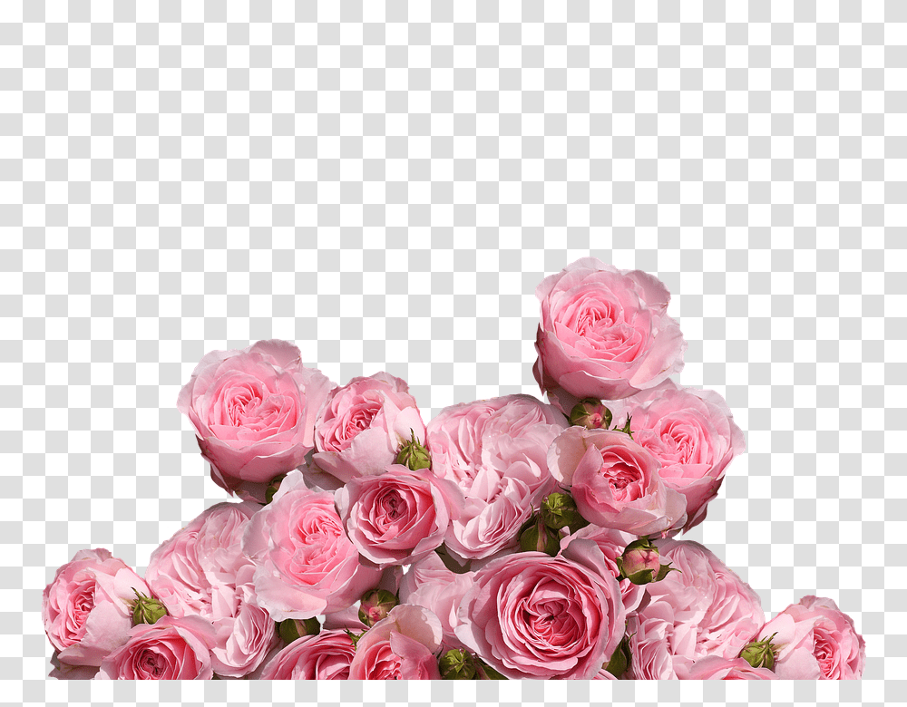Roses 960, Flower, Plant, Flower Bouquet, Flower Arrangement Transparent Png