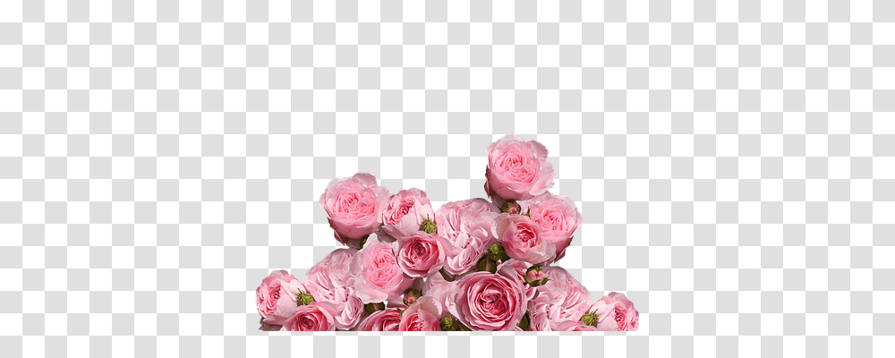 Roses Nature, Flower, Plant, Blossom Transparent Png