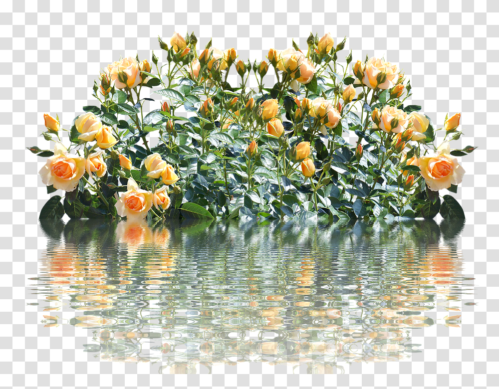 Roses 960, Flower, Water, Outdoors, Plant Transparent Png