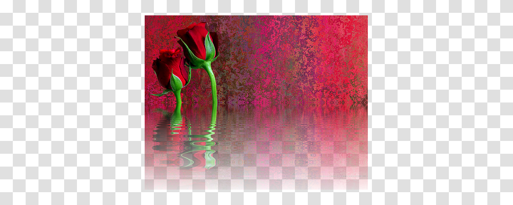 Roses Nature, Plant, Flower, Water Transparent Png