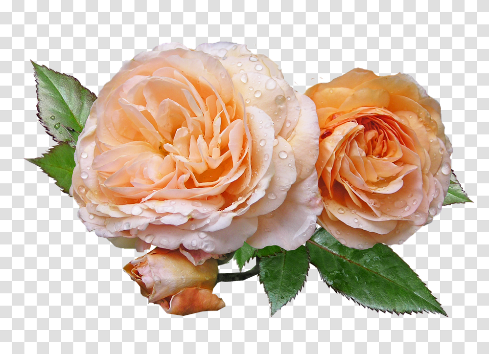 Roses 960, Flower, Plant, Blossom, Petal Transparent Png