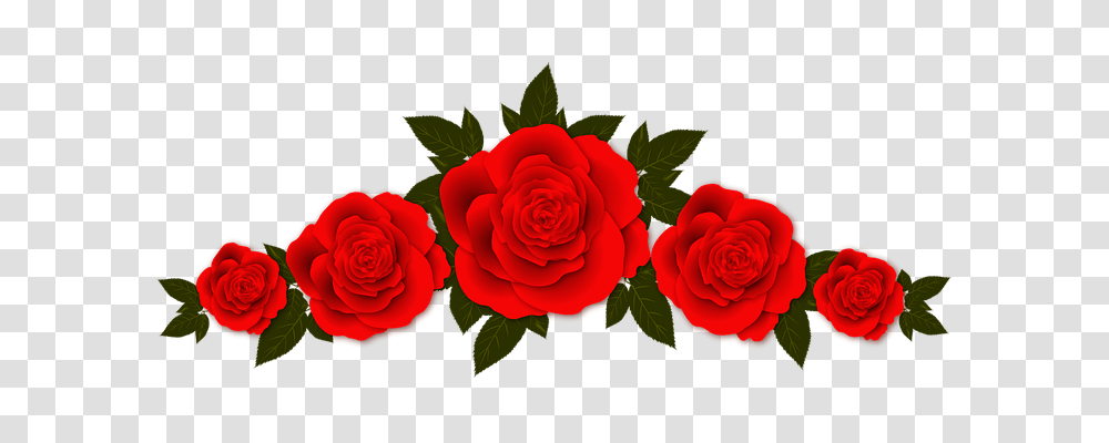 Roses Holiday, Flower, Plant, Petal Transparent Png