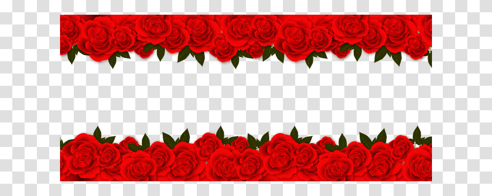 Roses Plant, Flower, Blossom Transparent Png