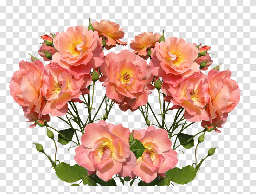 Roses 960, Flower, Plant, Blossom, Flower Arrangement Transparent Png