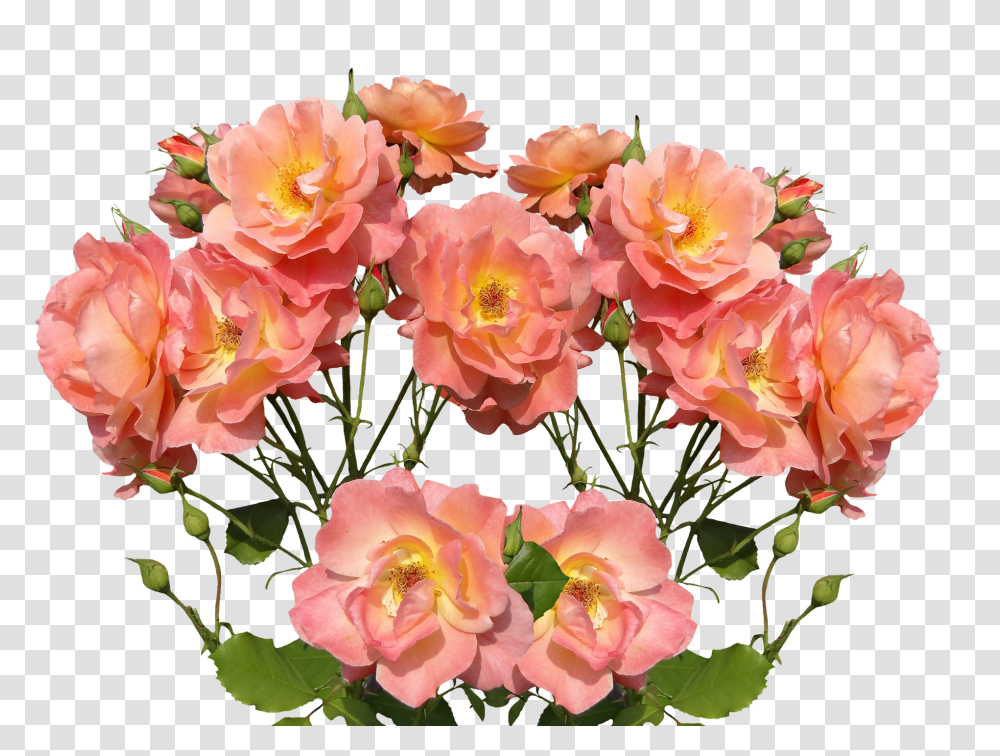 Roses Nature, Plant, Flower, Blossom Transparent Png