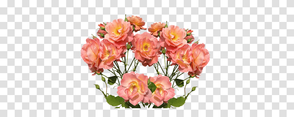 Roses Nature, Plant, Flower, Blossom Transparent Png