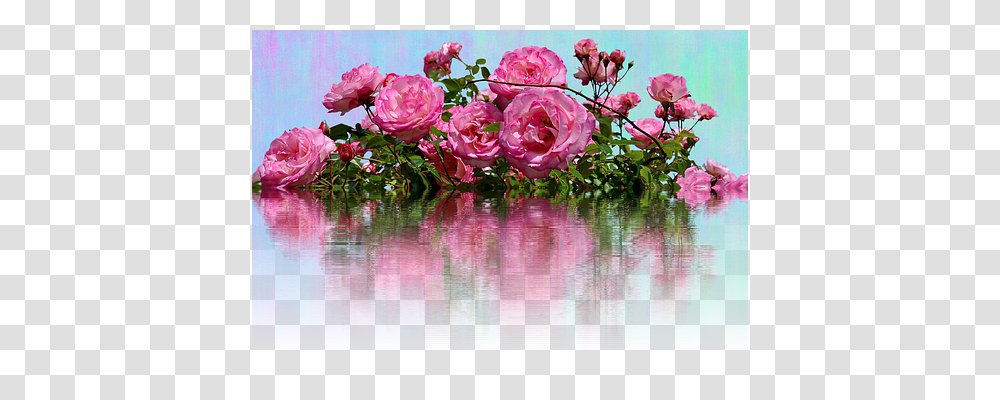 Roses Nature, Plant, Flower, Blossom Transparent Png