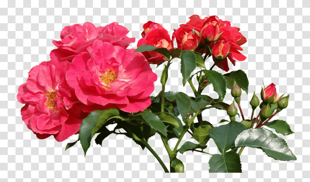 Roses 960, Flower, Plant, Geranium, Blossom Transparent Png